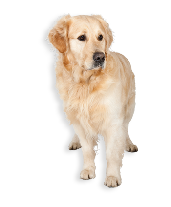 Psi, 20-40 kg
