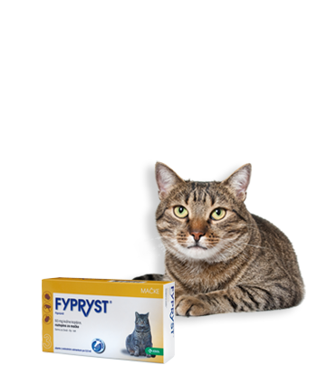 Pisica